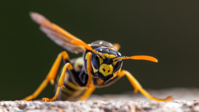 New Zealand has one of the world’s highest recorded densities of paper wasps, which typically surge in numbers following a lengthy spell of warm and dry weather.