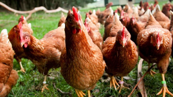 Chickens are out of their cages and they're doing just fine - but the market isn't. Photo / NZME