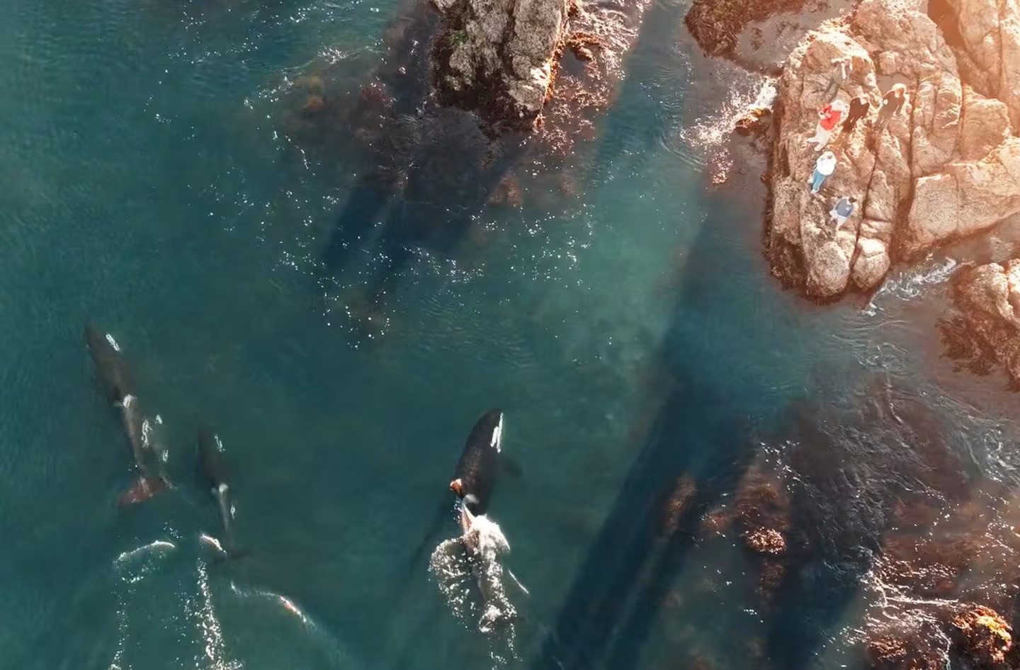 'Massive event': Orca pod thrills crowds along Wellington coast