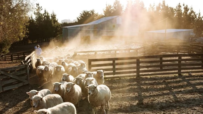Tairāwhiti sheep and beef farmers who want to grow their business are urged to join the Focus Group programme Beef and Lamb NZ plans to start early March in this area. Photo / RNZ