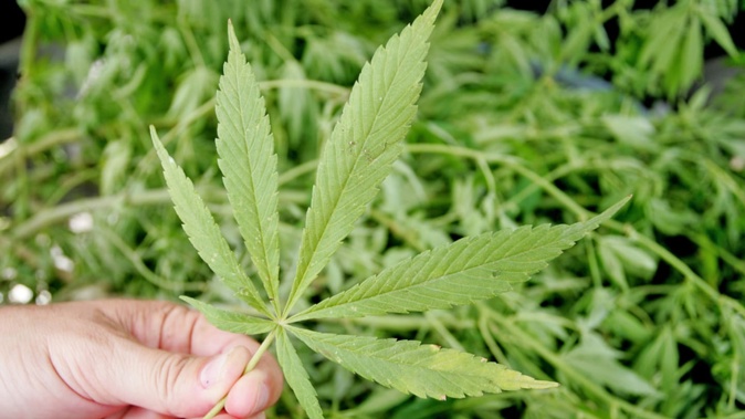 Paengaroa mother Renee Elizabeth Davis, 42, was sentenced in the Tauranga District Court on May 17 for illegal cannabis cultivation. Photo / File