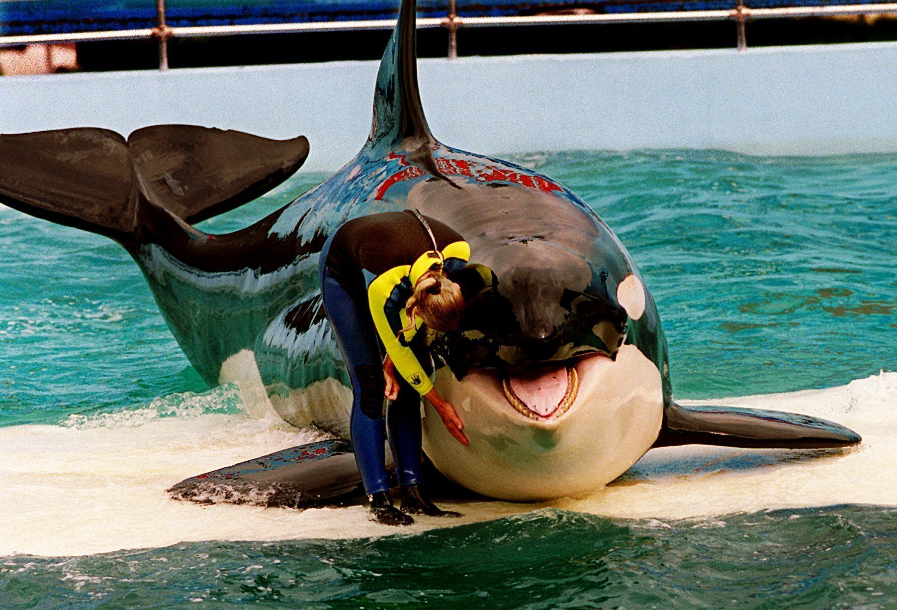 Trainer Marcia Hinton pets Lolita, a captive orca whale, during a performance at the Miami Seaquarium. Photo / AP