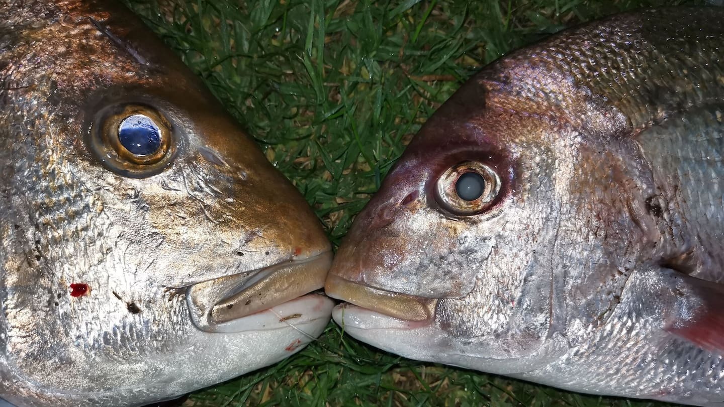 Northland Regional Council and Te Uri o Hau Environs have received numerous reports of dead snapper from Batley Point north to the Ōtamatea River. File photo