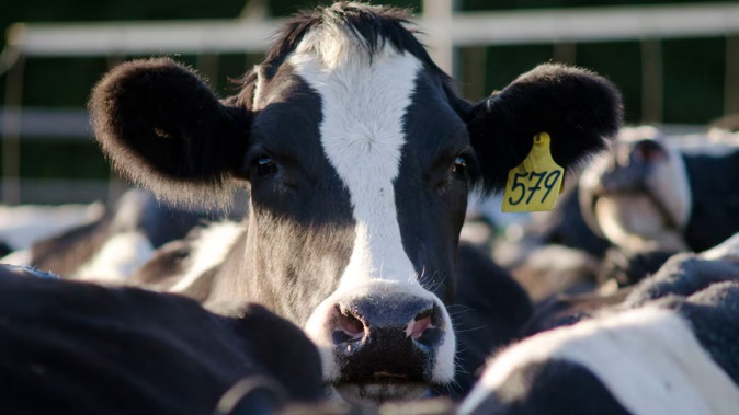 Dairy prices fell for the fourth consecutive auction this week. Photo / 123rf