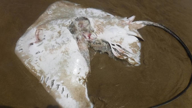This sting ray was found by local surfer Con Fowler with a large chunk missing. Photo / Supplied