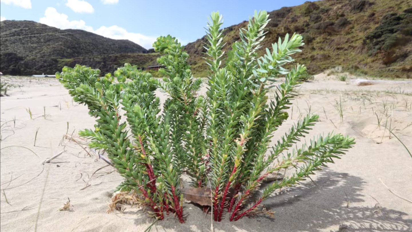 The toxic invader known as sea spurge typically grows to half a metre in height and can rapidly take over coastal areas, sightings should be reported to the hotline on 0800 80 99 66. Photo / Northland Regional Council