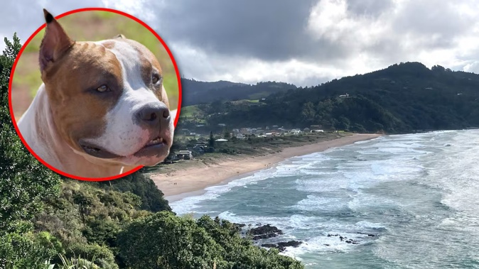 A woman savaged by pig dogs similar to this one told the Herald two of the pack and their owner remain free. Photo composite / Ben Dickens and NZME