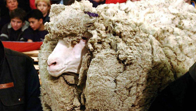 Shrek the Sheep is making his debut at Te Papa this morning in an exhibition telling his story as a wooly renegade (Getty Images)