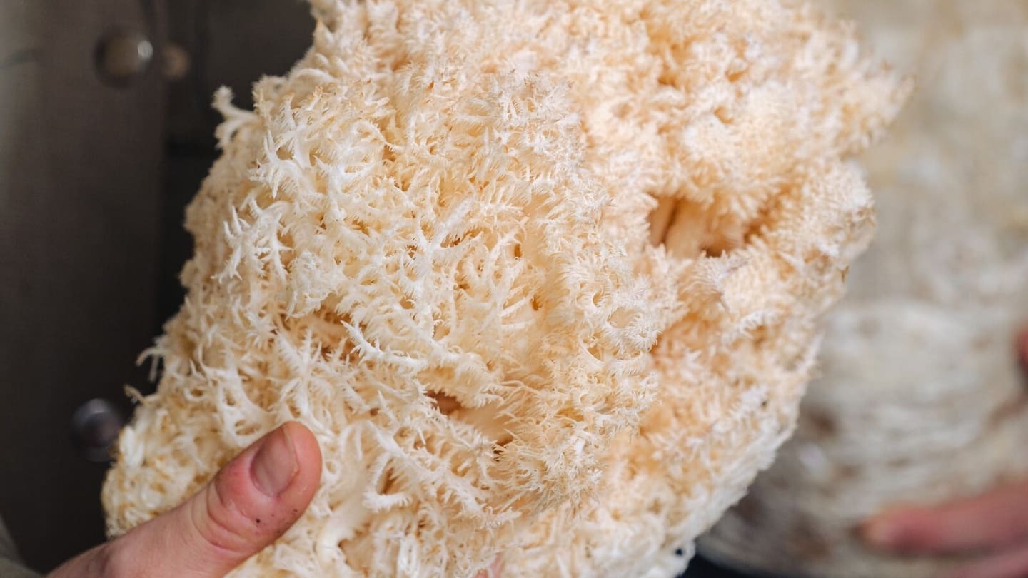 Freshly harvested Lion’s Mane.