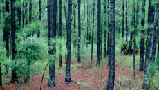 Brian Cox: Executive officer of bioenergy association discusses the Government's new energy plan