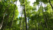 Wilding pines pose problems for farms, forests and vineyards