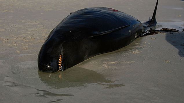 Around 30 pilot whales are stuck on the beach at Ohiwa Harbour near Ohope (Getty Images)