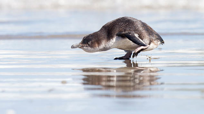 Little Blue Penguin (Getty Images)