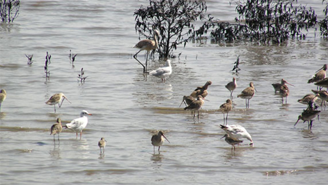 The Christchurch City Council is asking people to keep their dogs under control around coastlines as tired Godwits start to return (Wikimedia)