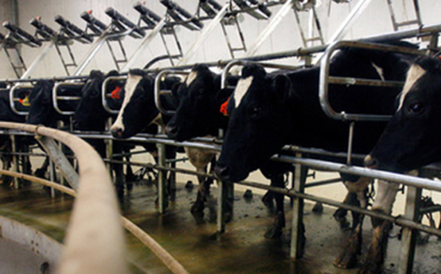 Josh Tan: Export NZ Executive Director on the resolution of the dairy trade dispute between NZ and Canada