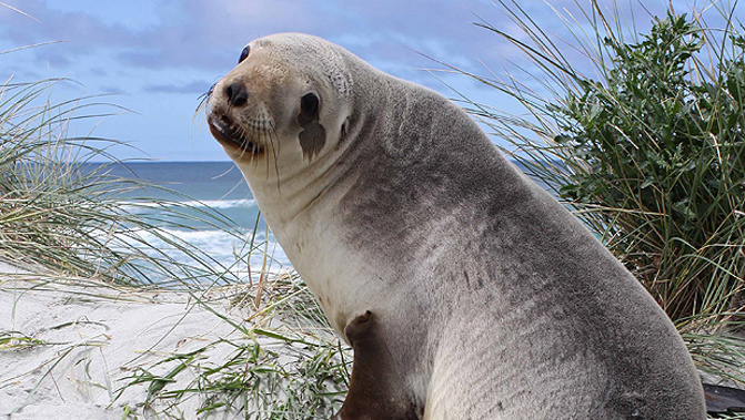 A sea lion who didn't take kindly to being weighed has attacked an animal trainer at Sea World on the Gold Coast. (Supplied)