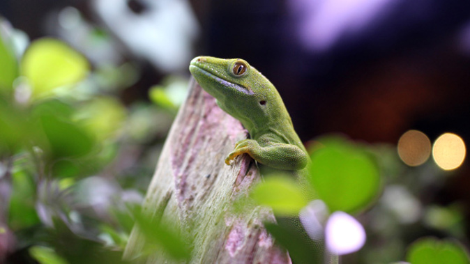 Bugs including weta, skinks, geckos and giant cockroaches will be removed (Edward Swift)
