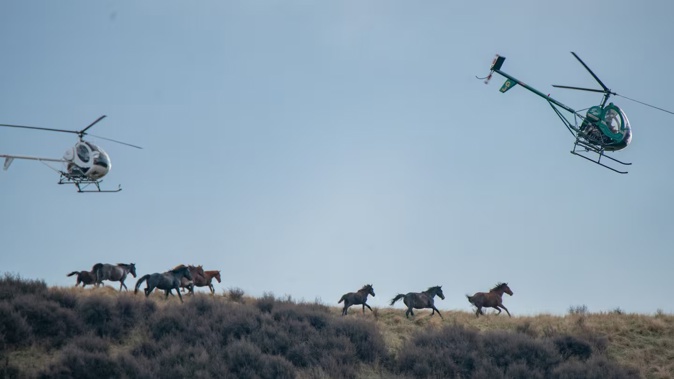 The 250 Kaimanawa horses are due to be mustered from the Waiouru Military Training area in late April. Photo / Kimber Brown