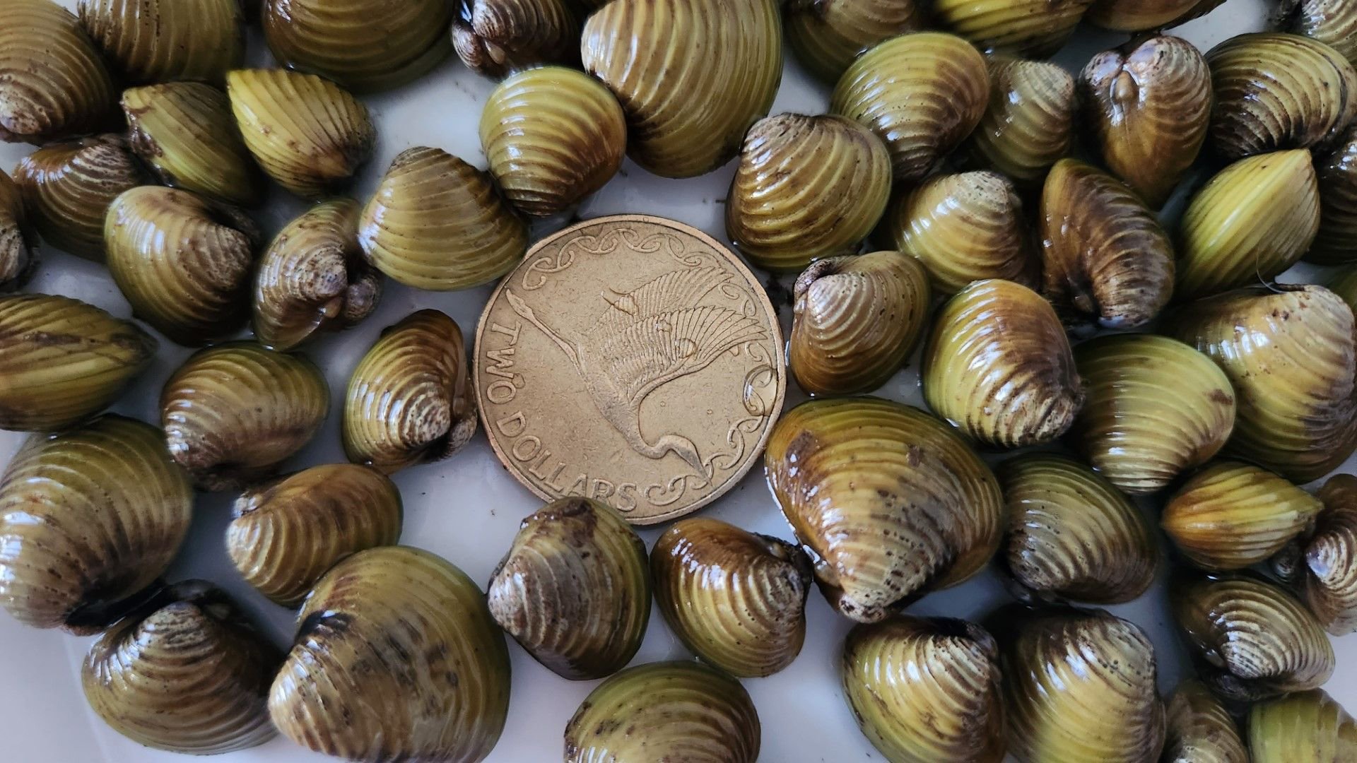 Dave Cade: On the draining of Lake Rotomanu in the fight against the invasive gold clams