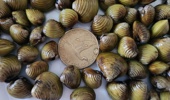 Invasive freshwater gold clams.