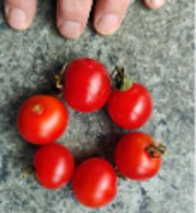 D:\My Pics\vegetable garden\Gardeners DelightJT20250316120741.jpg