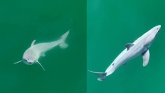 These images reveal a white shark with a pale film covering its body observed 0.4 kilometers off the coast of Carpinteria, California. The authors of a new study believe it's a newborn great white.
