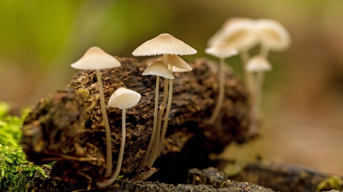 Freeman Ruhe, 27, admitted crashing a vehicle after taking magic mushrooms. Photo / 123RF