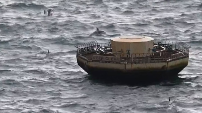 The dolphins swam past the Carter Fountain in Oriental Bay.
