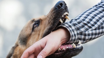 Auckland Council launches campaign aimed to decrease dog attacks