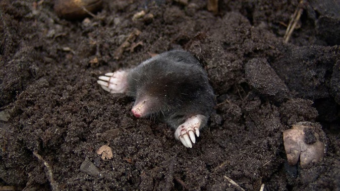 A mole in soil. Photo / Pixabay / Pexels