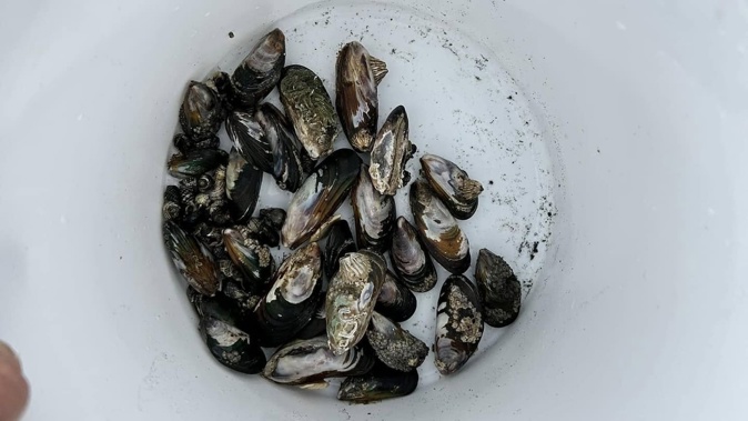 A Muriwai resident says scalpers regularly fill buckets with hundreds of undersized mussels.
