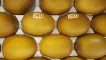 Kiwifruit exports rebound with record crop and increased per-hectare returns 