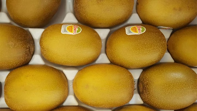 The 2024-25 kiwifruit export season has kicked off with brighter prospects.