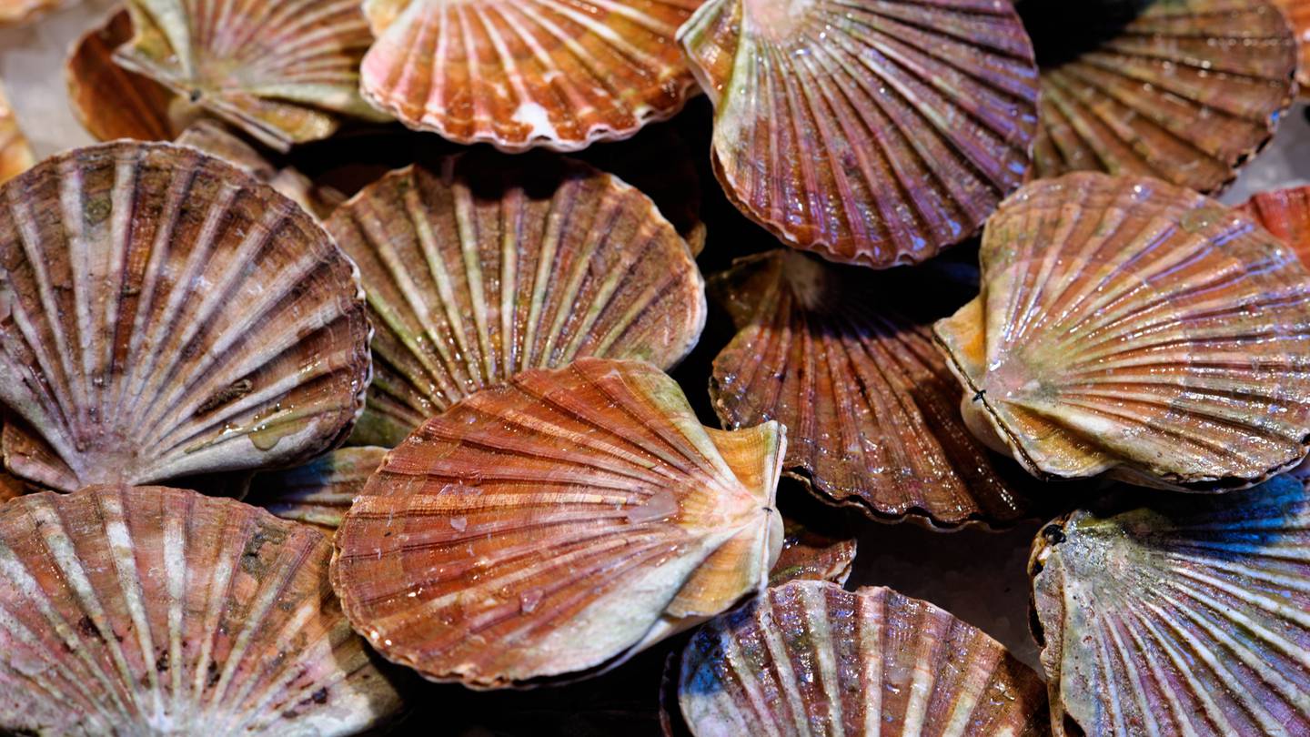 There are now just five tonnes of scallops allowed to be commercially harvested from New Zealand waters. (Photo / 123RF)