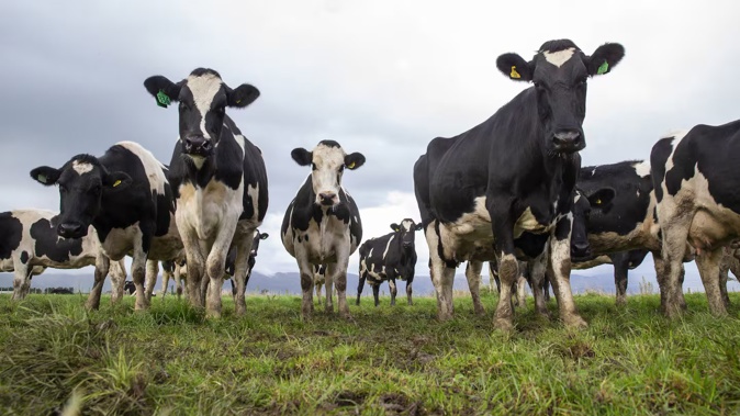 New Zealand's emissions rose for the year to March but were down in the latest quarter, with agriculture posting the largest decrease.
