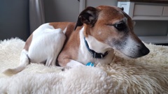 Bella, a Fox Terrier was inside a car owned by a North Taranaki woman when it was towed from the Mt Eden Countdown supermarket car park in July 2023. Photo / supplied