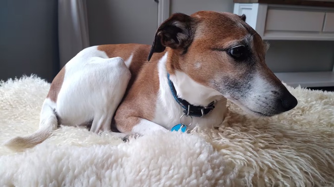 Bella, a Fox Terrier was inside a car owned by a North Taranaki woman when it was towed from the Mt Eden Countdown supermarket car park in July 2023. Photo / supplied