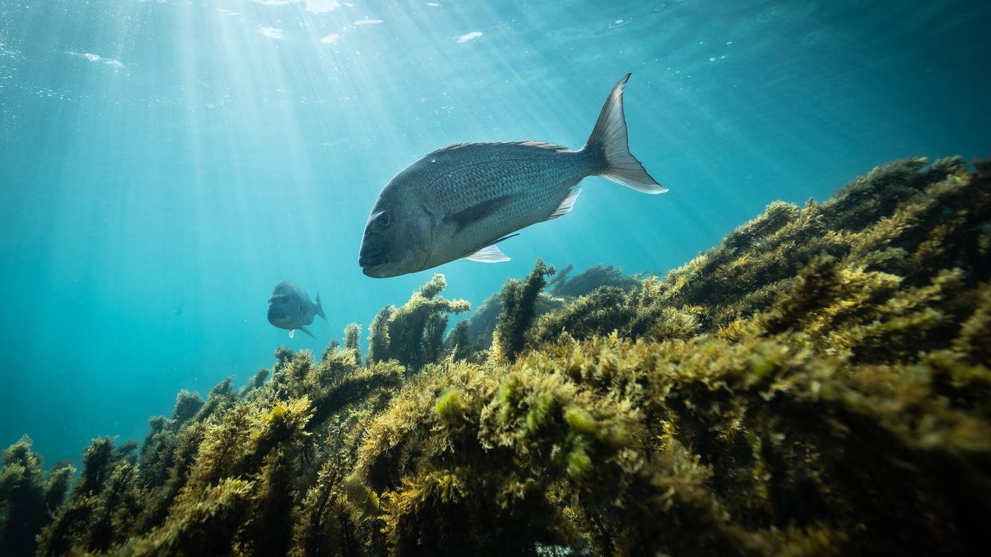 The Government is set to ban bottom trawling in large areas of the Hauraki Gulf. Photo / Gareth Cooke, Subzero Group Ltd