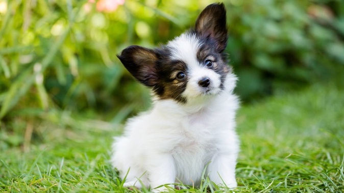 The puppy pictured is not Producer Sam's. (Photo / File)
