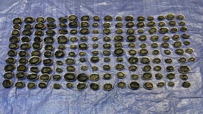 Fisheries officers caught two Gisborne fishermen at Waihau Beach with 157 undersized pāua. Photo / MPI