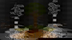 Wētā Workshop Ltd has created a scale model of a mature kauri tree for Waikato Regional Council to help spread the message about protecting kauri. Photo / Supplied