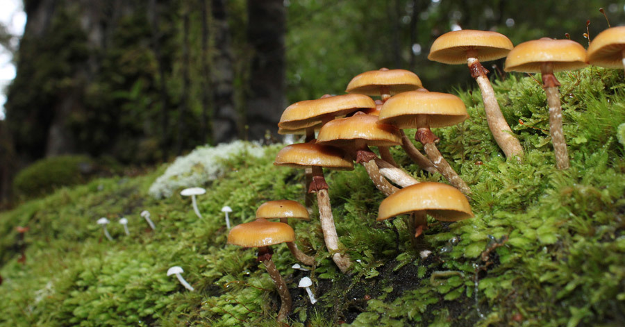 Ruud Kleinpaste: Spotting fungi