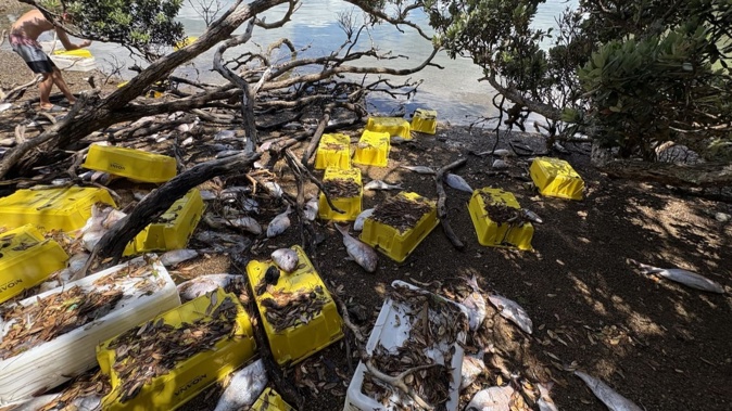 The public have been warned against collecting and consuming dead snapper washed ashore. Photo / Summer Holmes