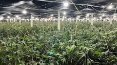 Police have uncovered a $15 million cannabis operation growing marijuana in former market garden sites across rural southern Auckland. Photo / Supplied