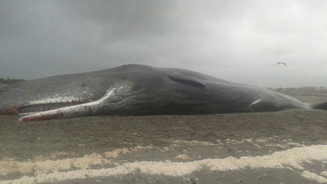 Three sperm whales similar to this one in 2013 have stranded on Rototai Beach and have died (Chris Lynch)