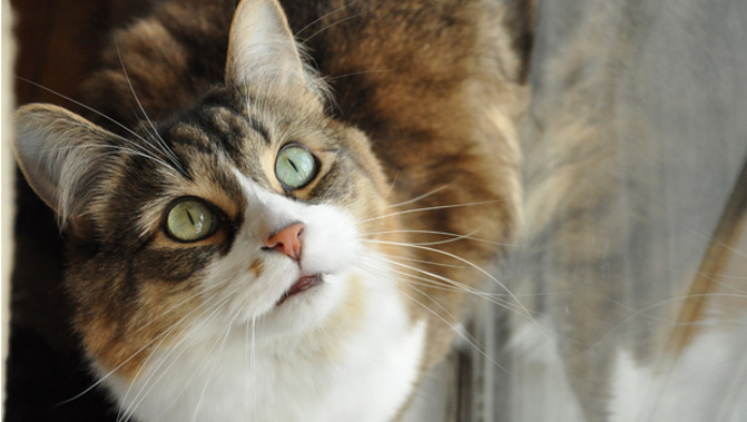 Canterbury SPCA is calling for increased licensing of firearms, after a cat was shot in the chest with an air rifle (File Photo: Stock Xchng)