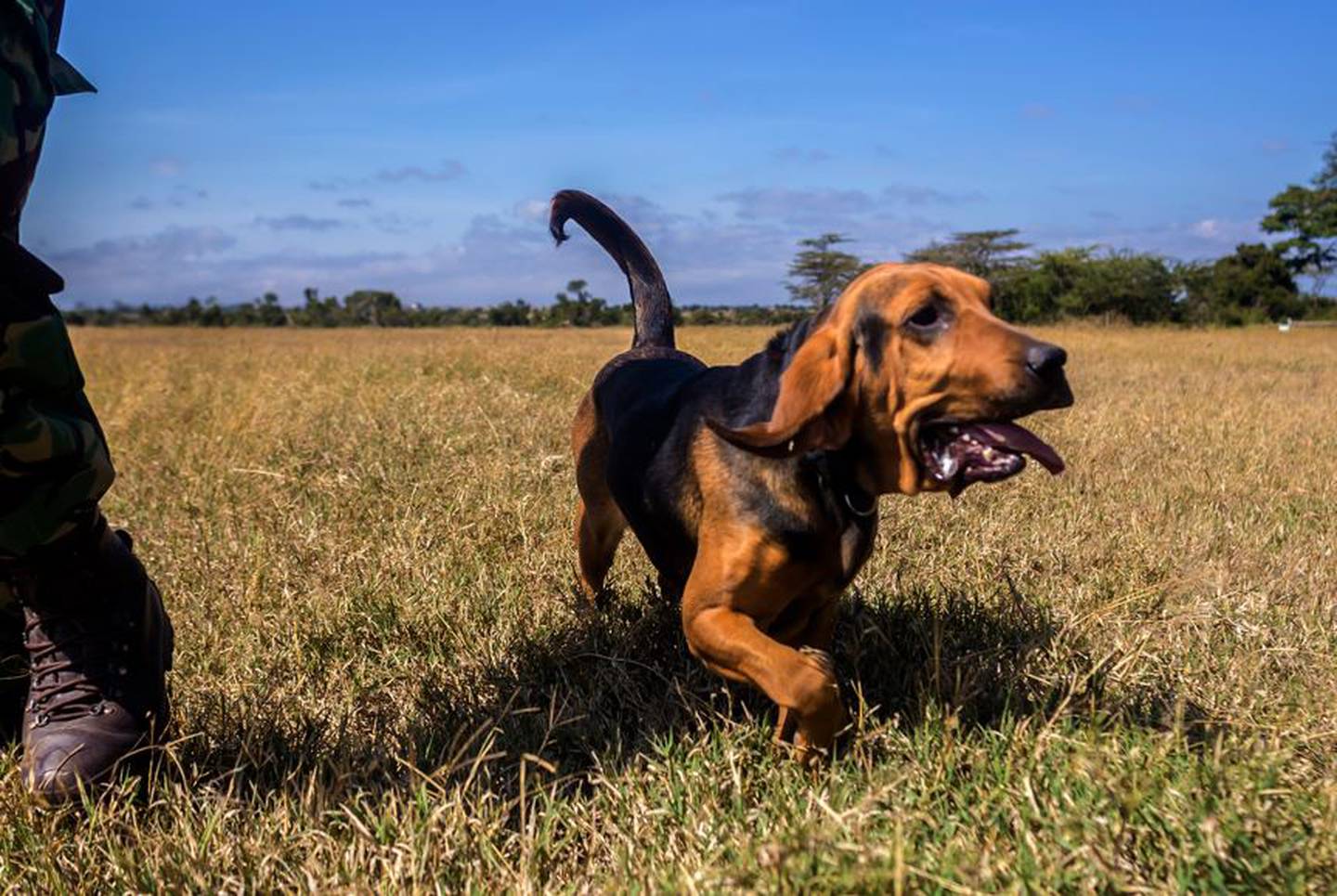 Bloodhounds were used in the search for a missing 9-year-old girl. Photo / AP