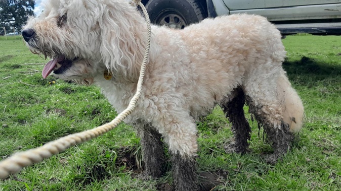 Clean pets' feet with a mild soap or detergent if they have walked through flood-contaminated areas.
