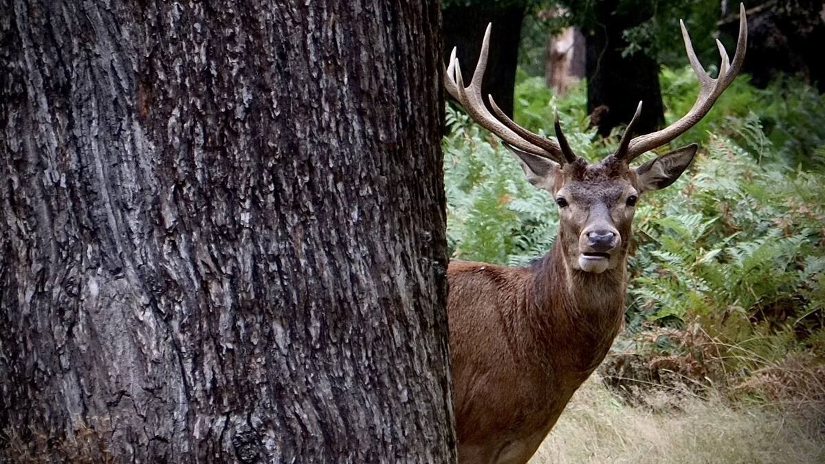 Youths caught by police after prized stags shot on private Central Otago land