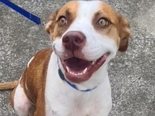 A dog named Napier turned up at a local store in Te Uku with a gunshot wound at 7am on the same day Cedric Maniapoto was found dead. Police say Napier is not Maniapoto's dog. (Photo / New Zealand Police)